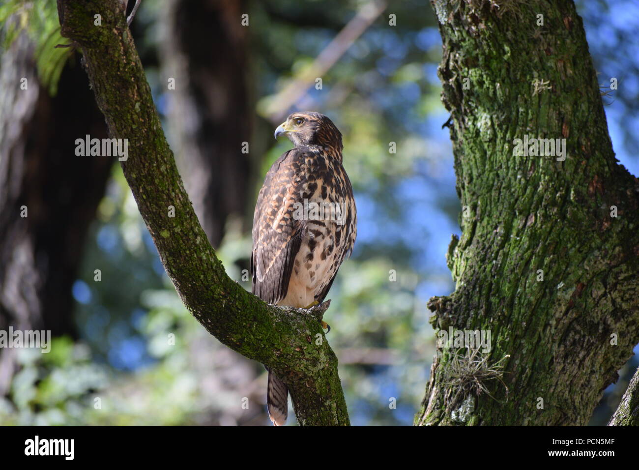 Insolito abitante della città, un Harris's hawk (Parabuteo unicinctus) centro di Buenos Aires su un albero in un parco Foto Stock