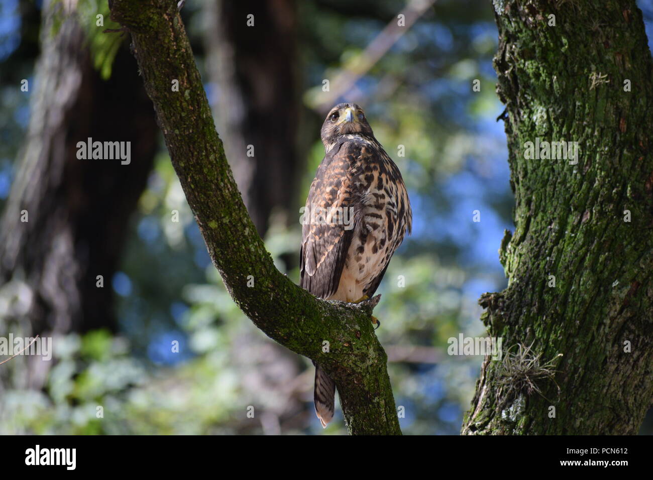 Insolito abitante della città, un Harris's hawk (Parabuteo unicinctus) centro di Buenos Aires su un albero in un parco Foto Stock