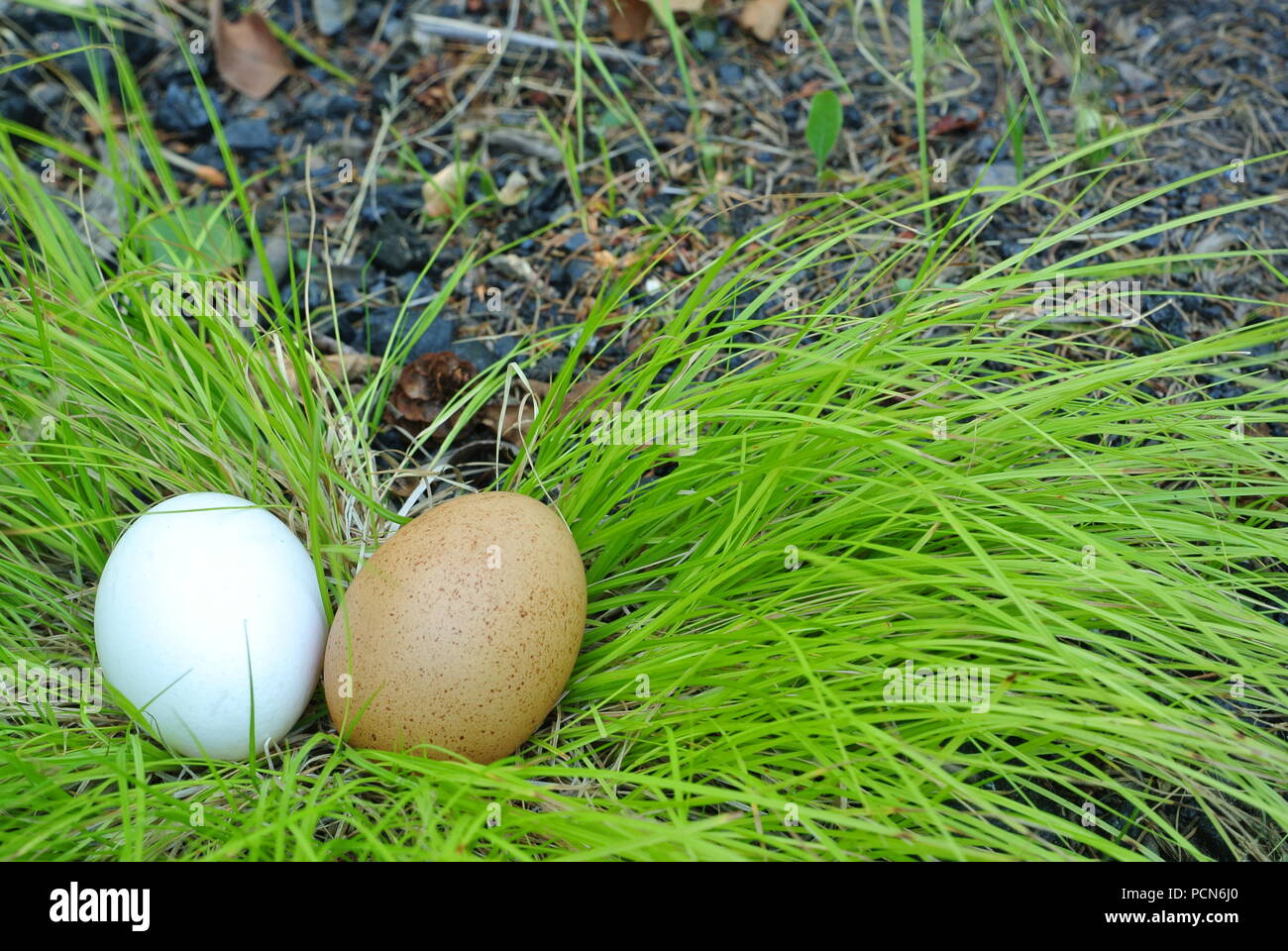 Due organici, free-range uova, marrone e bianco sull'erba (Carex oshimensis EverColor 'Everillo') e bluastro rocce poco come sfondo Foto Stock