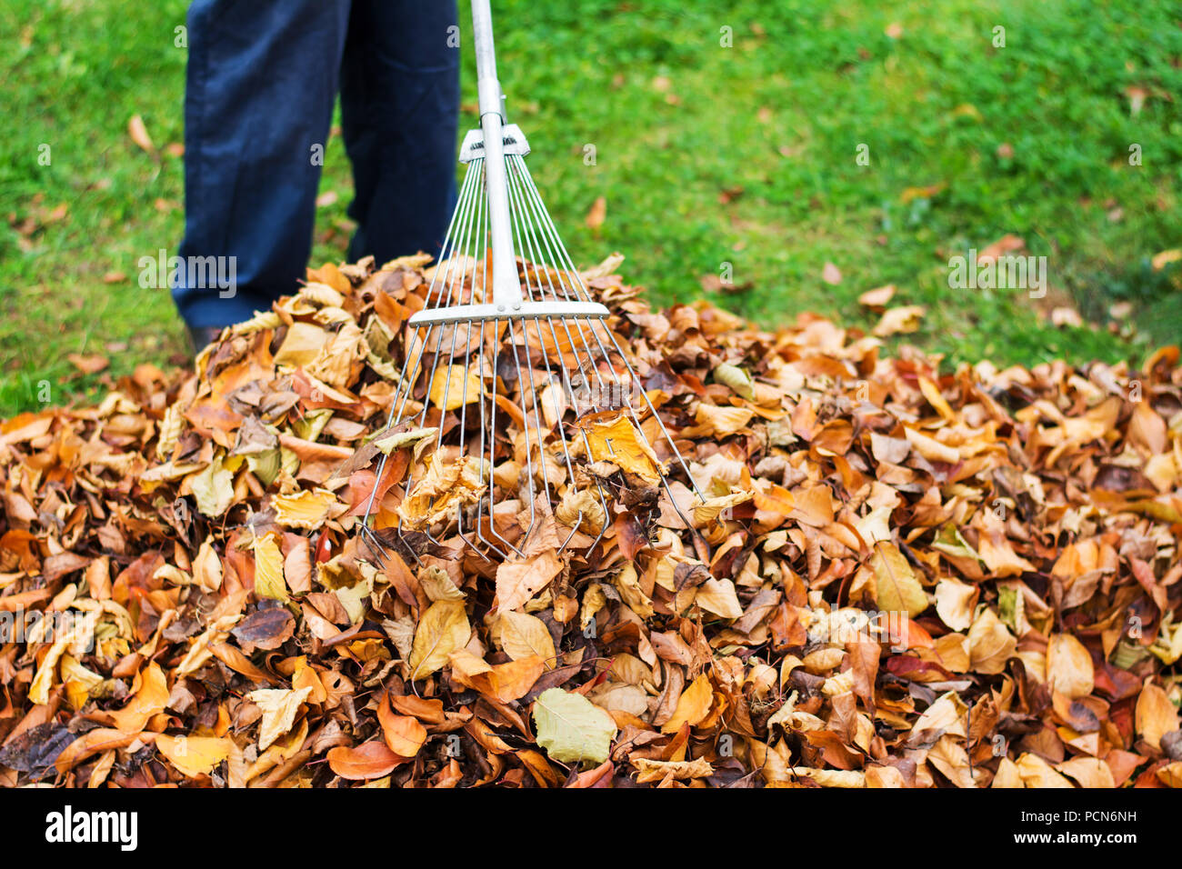 Pulizia uomo caduto foglie di autunno nel cortile posteriore Foto Stock