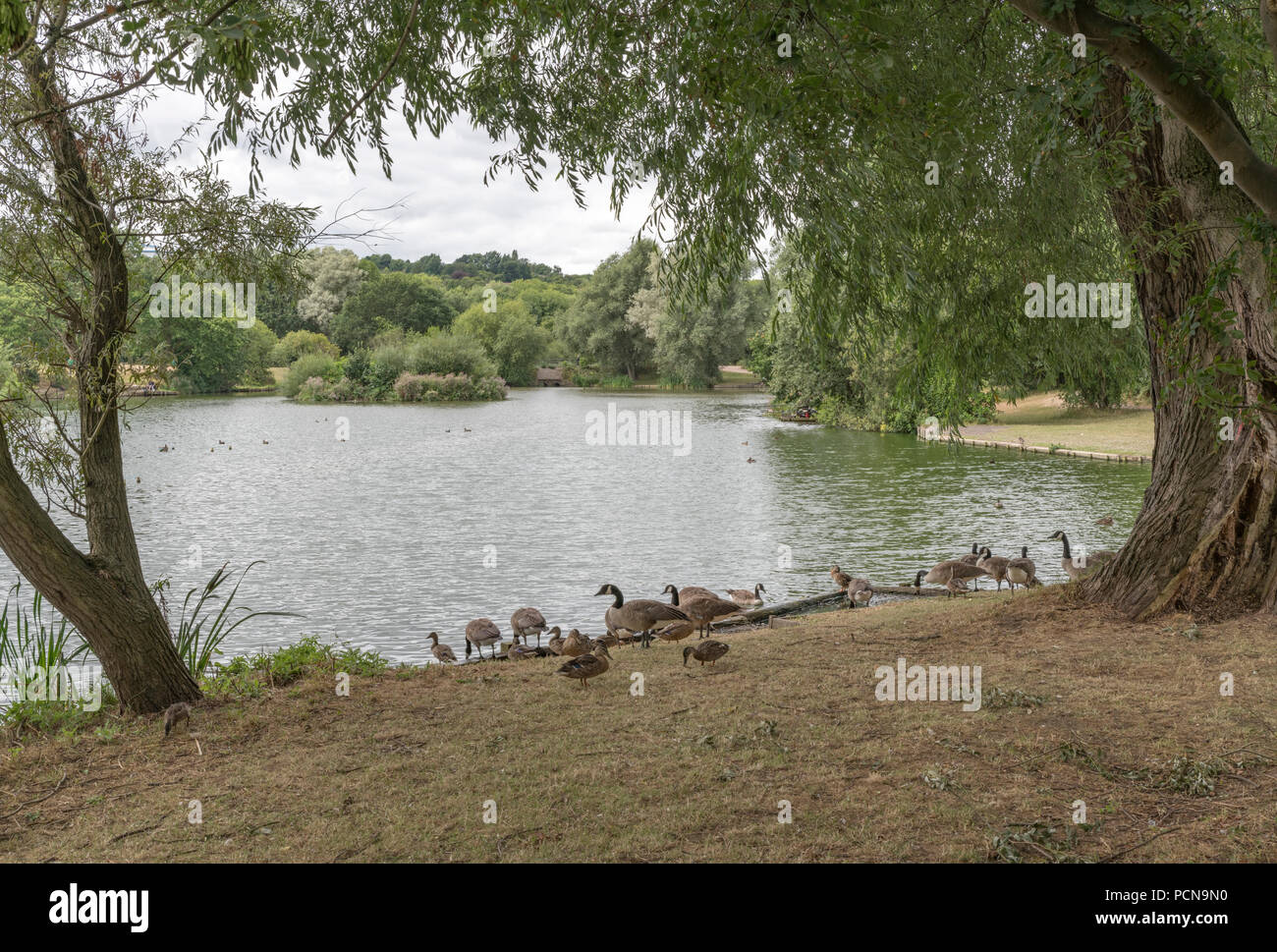 Dearne Valley Country Park, laghetto pesca sportiva, Barnsley, South Yorkshire, Inghilterra Foto Stock