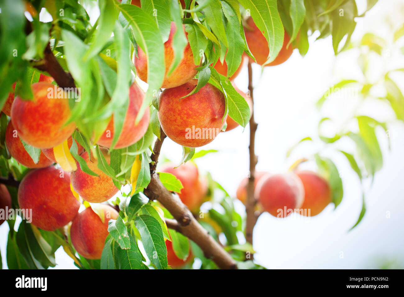 Pesco con frutti che crescono in giardino. Peach Orchard. Foto Stock