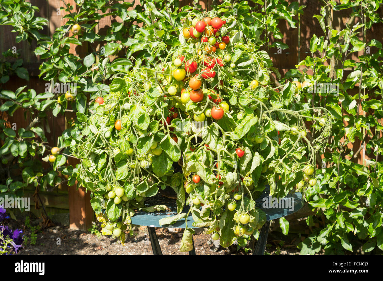 Bush il pomodoro ibrido F1 Tumbler crescendo in un contenitore, North East England, Regno Unito Foto Stock