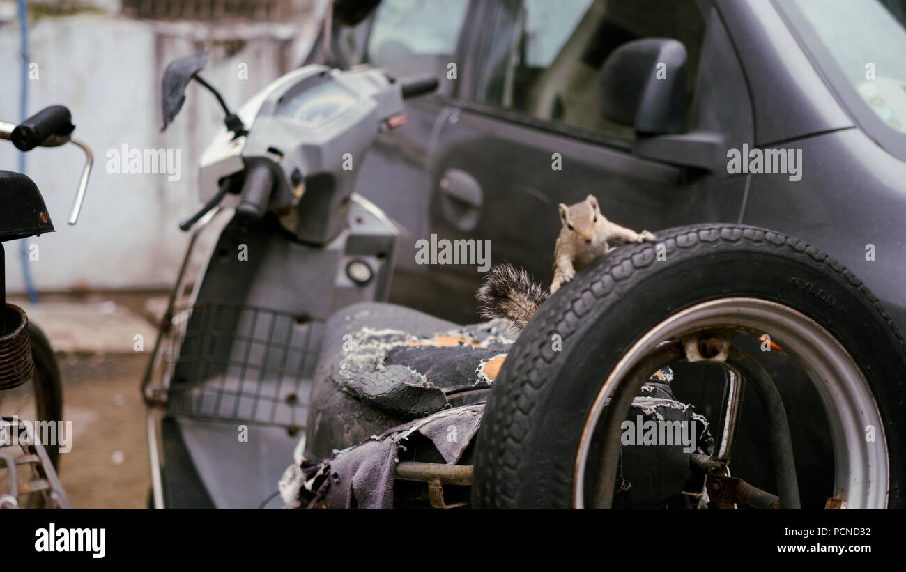 Un Scoiattolo striado esplora uno scooter in Ahmedabad, India Foto Stock