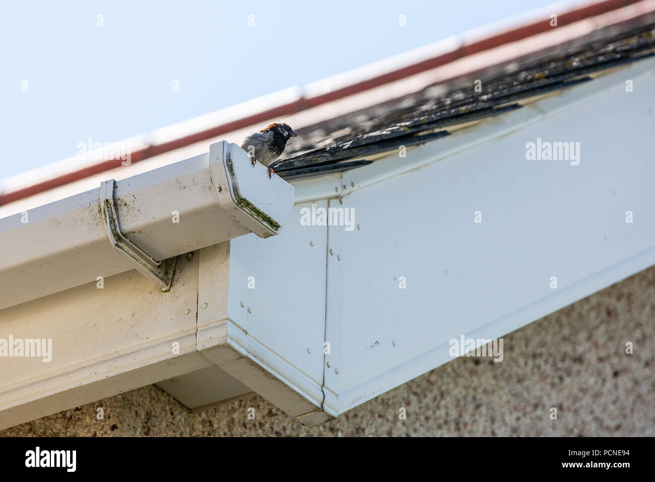 Casa passero appollaiato sul bordo di una grondaia Foto Stock