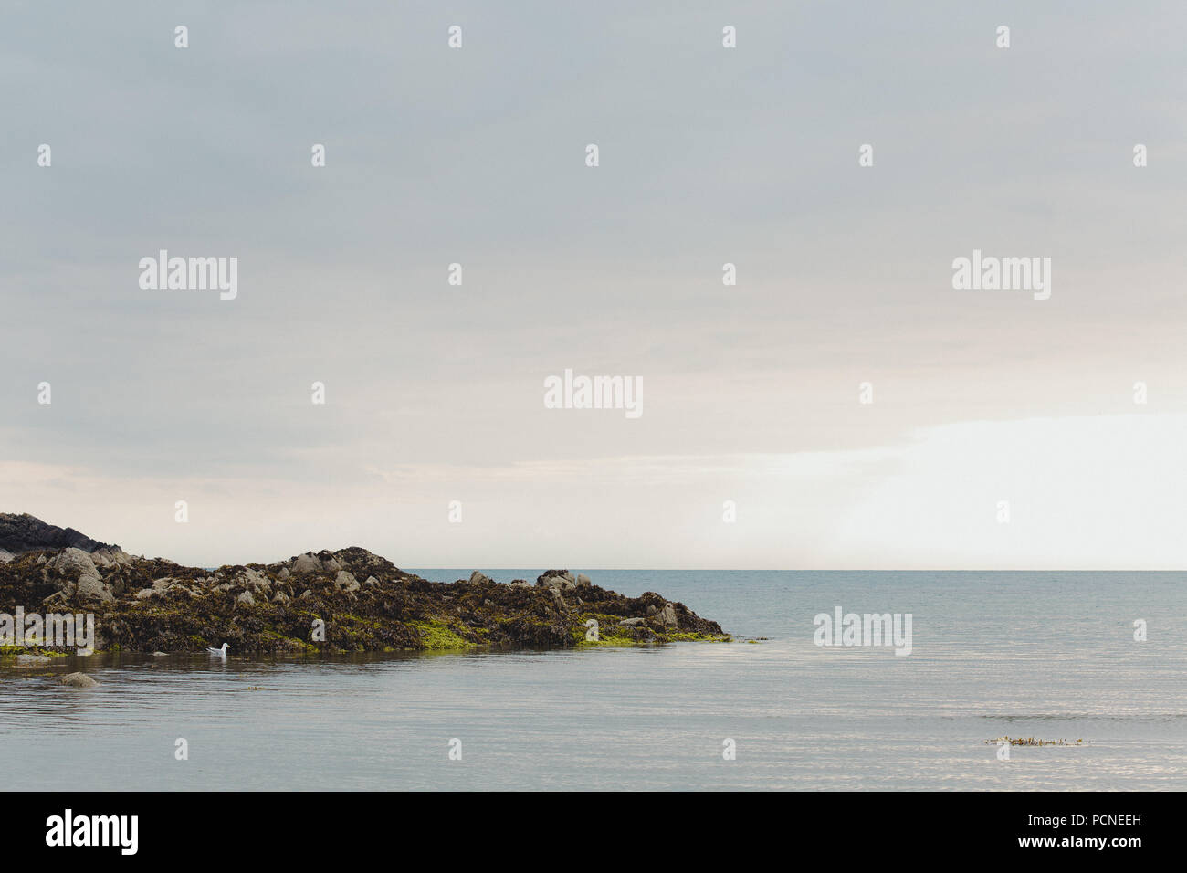Sea Gull paddling da rocce sul mare calmo sulla spiaggia di Rhosneigr, Traeth Cridyll, Anglesey, Galles del Nord, Regno Unito Foto Stock