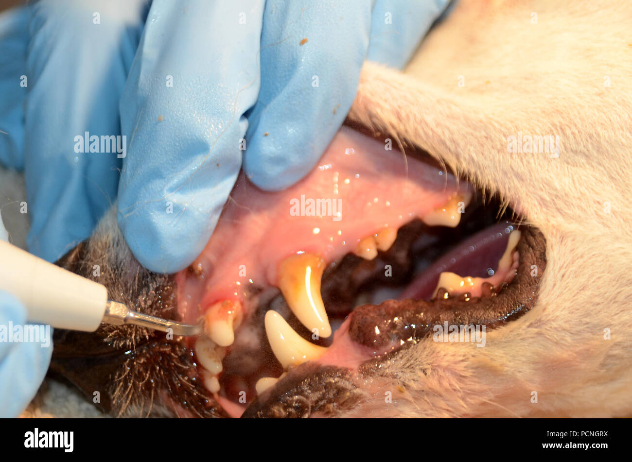 Un cane anestetizzato ottiene un per la pulizia dei denti con un pulitore a ultrasuoni. Foto Stock