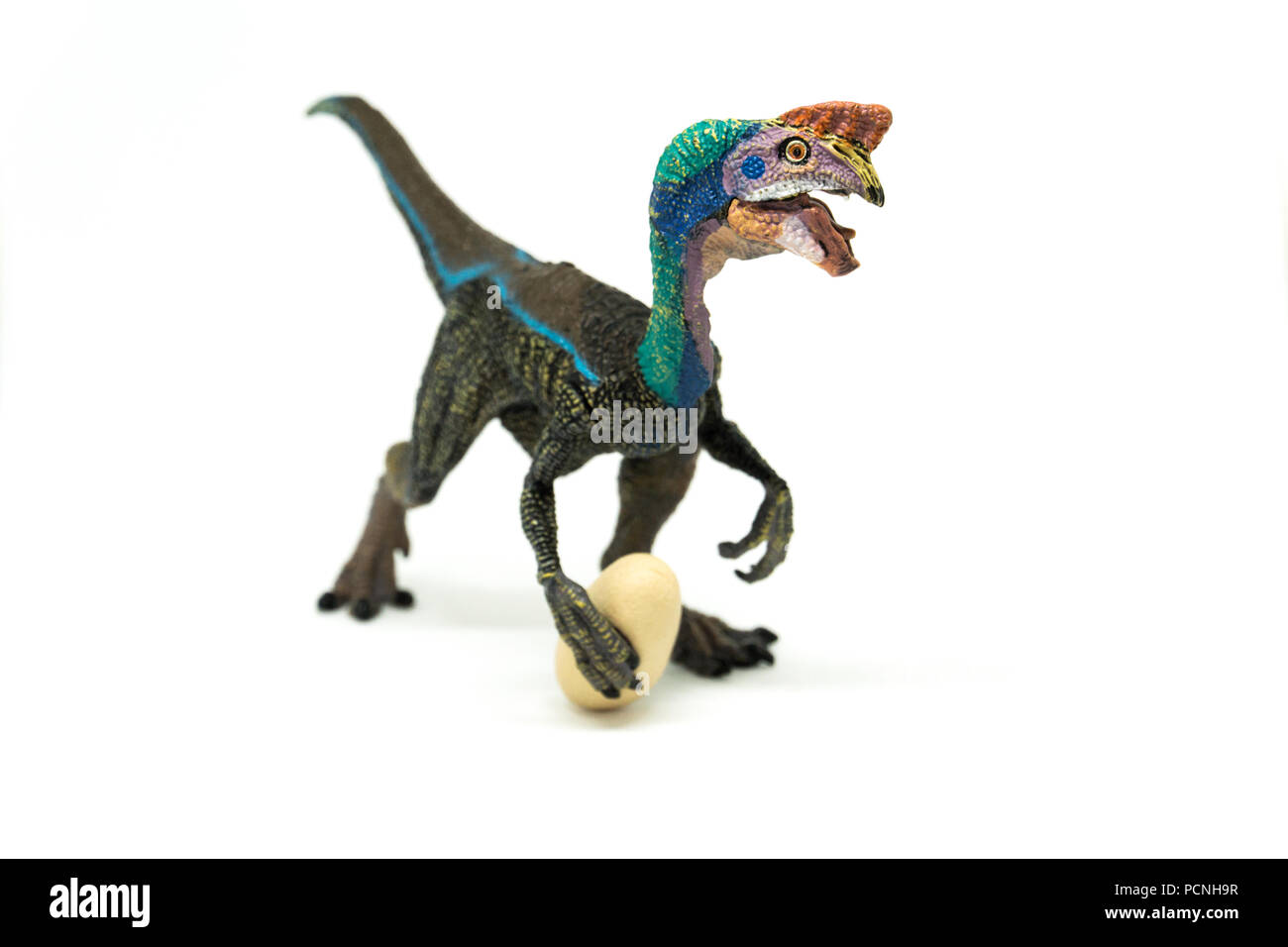 Oviraptor su sfondo bianco Foto Stock