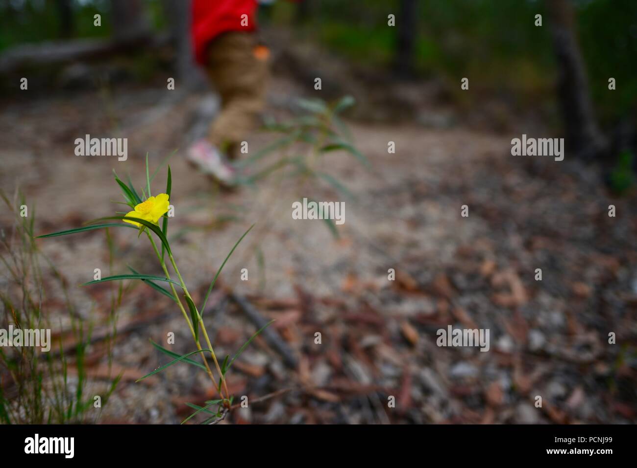 I bambini a piedi attraverso una foresta, Cardwell, Queensland, Australia Foto Stock