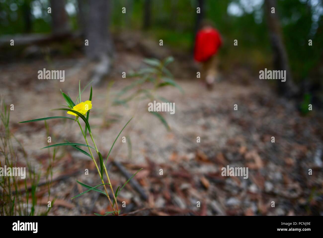 I bambini a piedi attraverso una foresta, Cardwell, Queensland, Australia Foto Stock