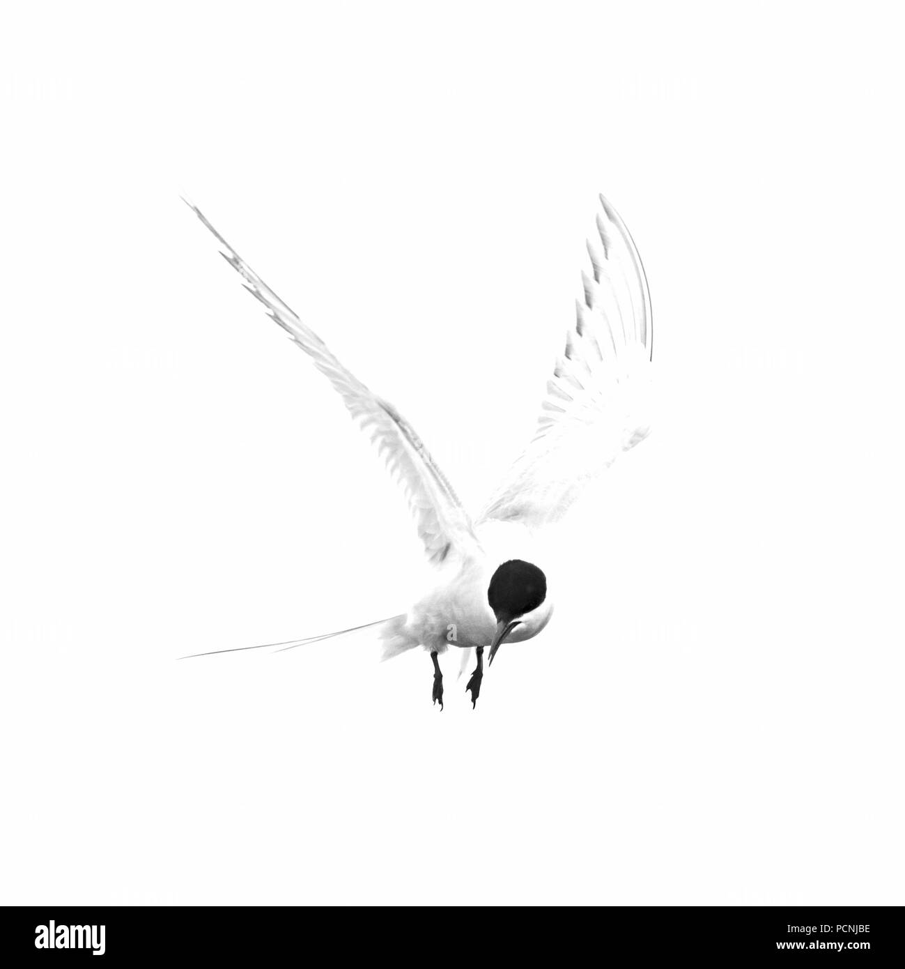 Arctic Tern in volo elevato la chiave Foto Stock