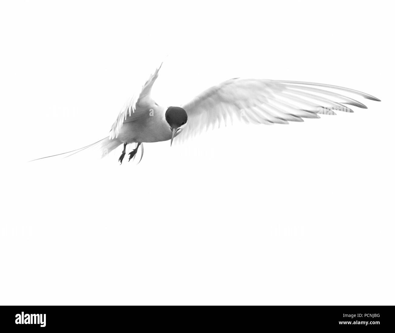 Arctic Tern in volo elevato la chiave Foto Stock