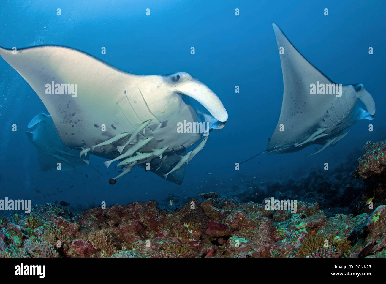 Due giganti oceanic mante (Manta birostris) con la shark ventose (Remora remora), Yap, Stati Federati di Micronesia Foto Stock