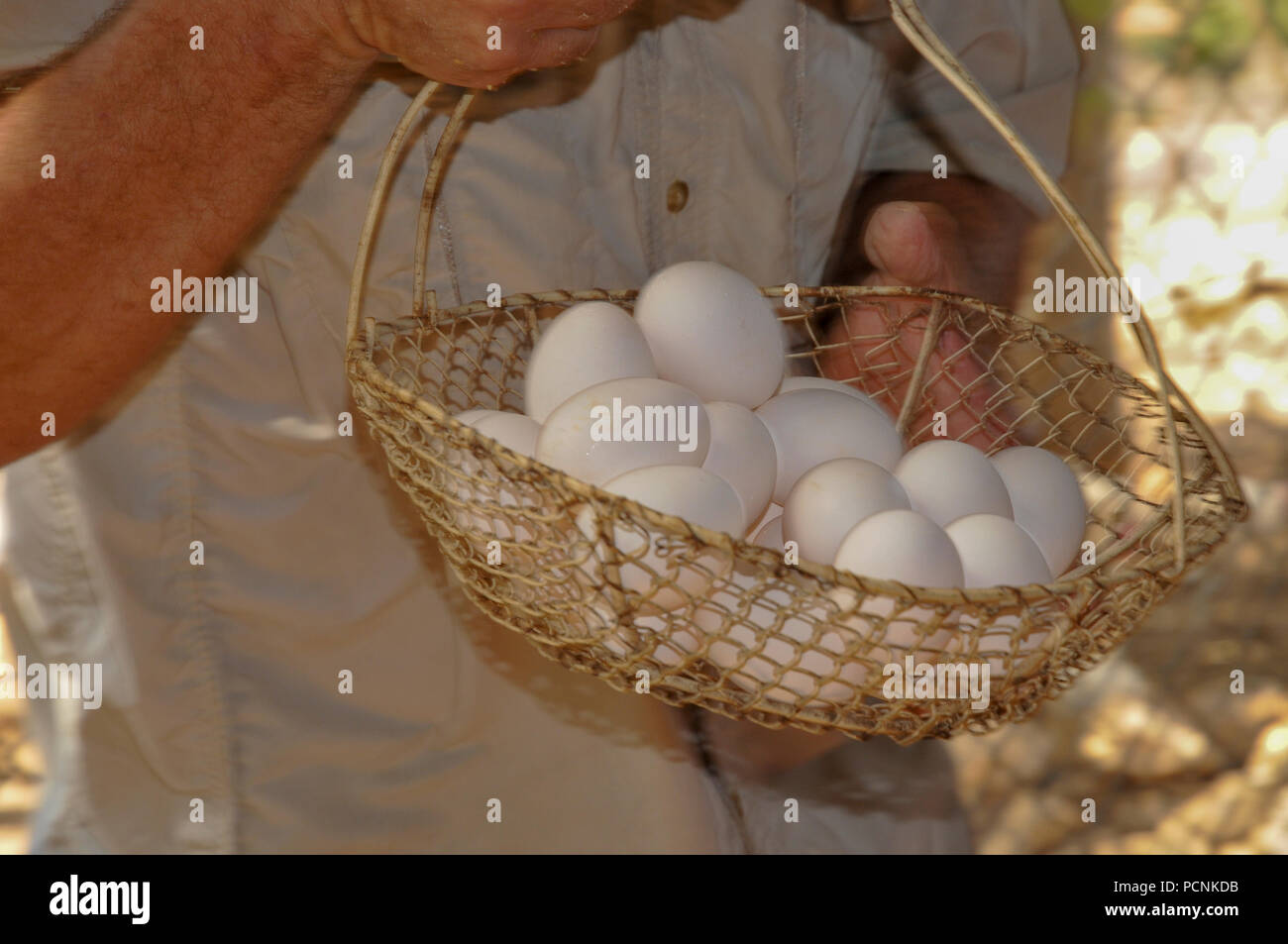 Le uova raccolte su un intervallo libero fattoria di pollo Foto Stock