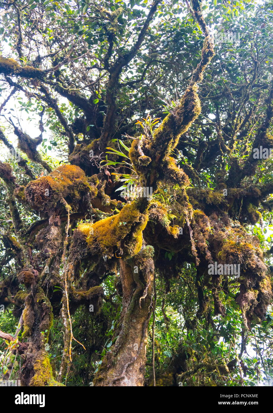 Giungla spesso moss che cresce su un albero all'interno di un altopiano tropicale della foresta pluviale di muschio. Foto Stock