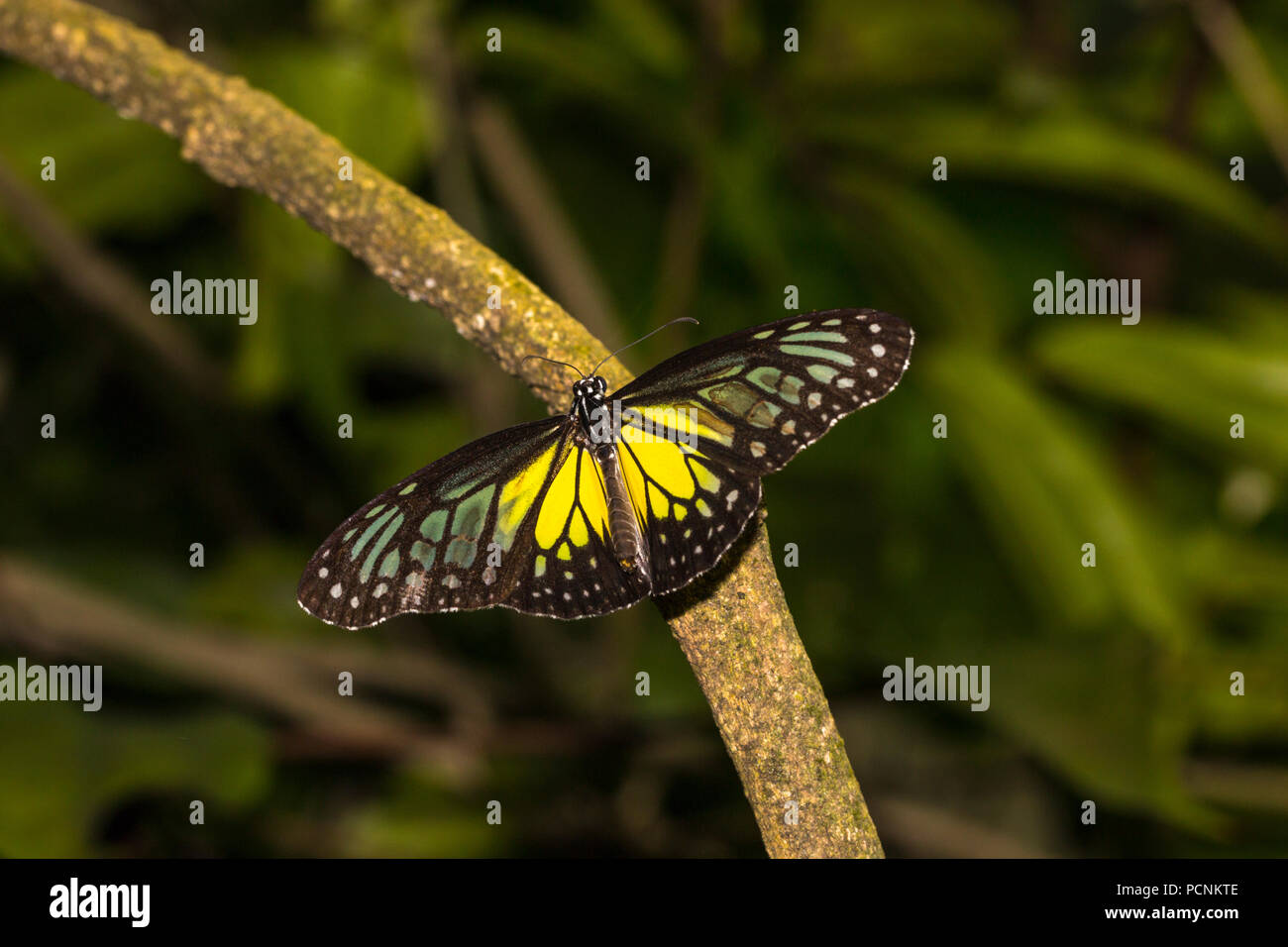 Vetroso di colore giallo tiger butterfly, parantica aspasia, con le sue ali aperte appollaiato su un ramo. Foto Stock