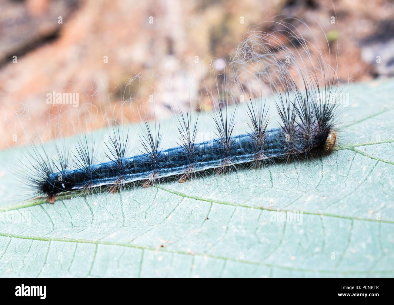 Hairy caterpillar trovati in una naturale ambiente di foresta tropicale. Foto Stock