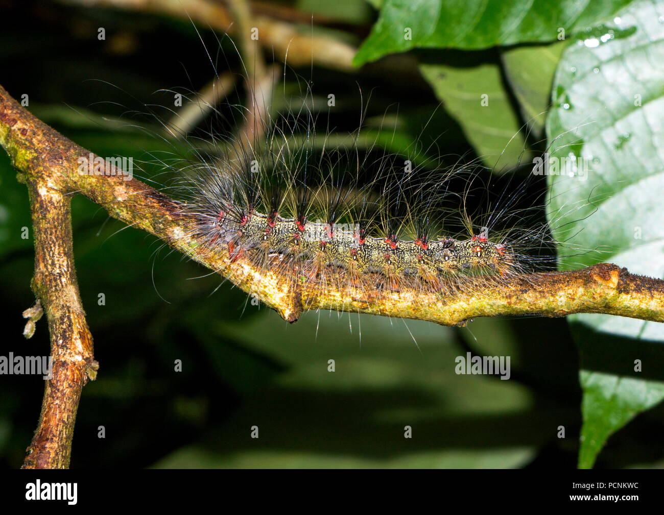 Hairy caterpillar trovati in un ambiente naturale in una foresta pluviale tropicale. Foto Stock