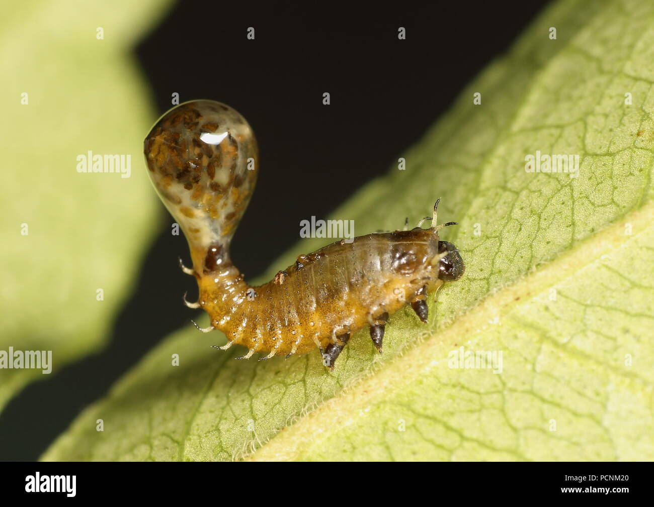 Tartaruga larva coleottero del Silana farinosa specie nella famiglia Chrysomelidae che sono parassiti sulla pianta di curry Foto Stock