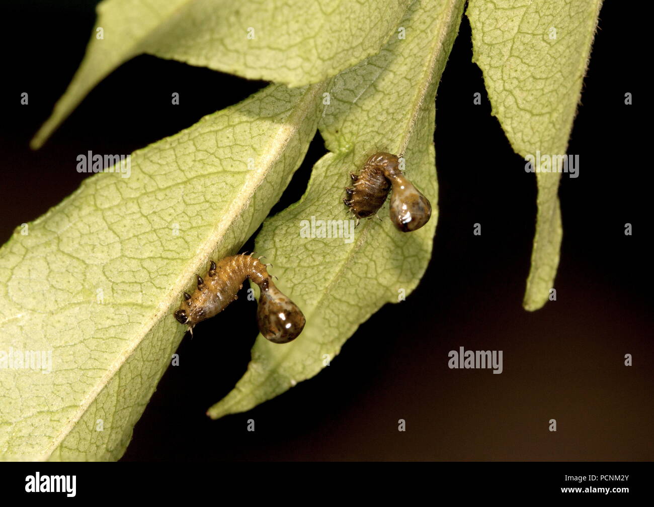 Tartaruga larva coleottero del Silana farinosa specie nella famiglia Chrysomelidae che sono parassiti sulla pianta di curry Foto Stock