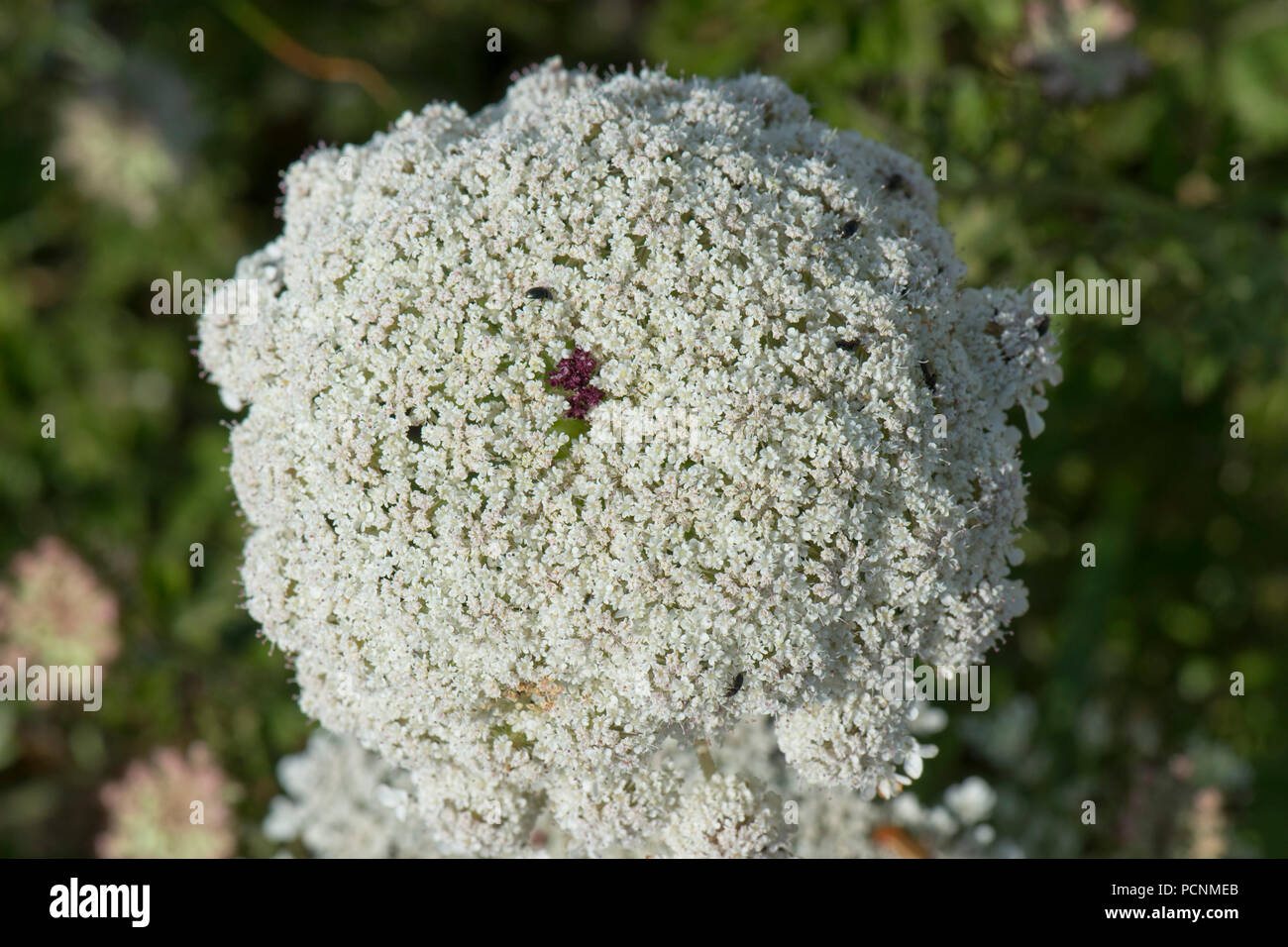 Marina selvaggia, carota Daucus carota subsp. gummifer, rosso con fiore centrale fioritura sulle scogliere in South Devon, Luglio Foto Stock