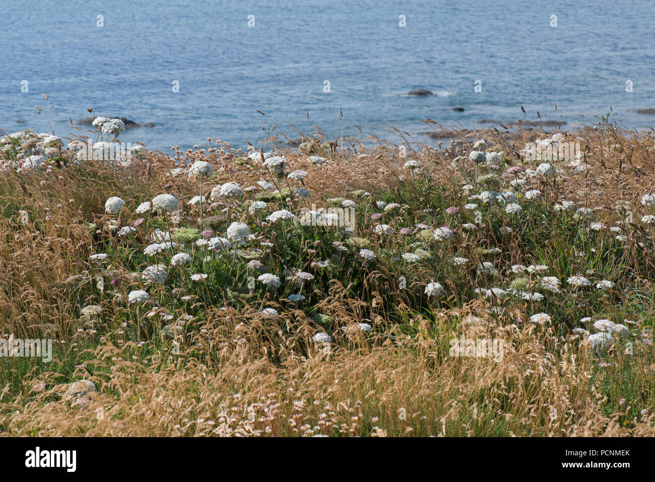 Marina selvaggia, carota Daucus carota subsp. gummifer, fioritura sulle scogliere in South Devon, Luglio Foto Stock