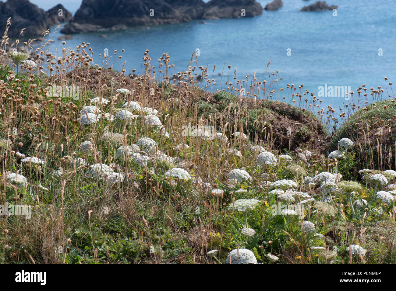 Marina selvaggia, carota Daucus carota subsp. gummifer, fioritura sulle scogliere in South Devon, Luglio Foto Stock