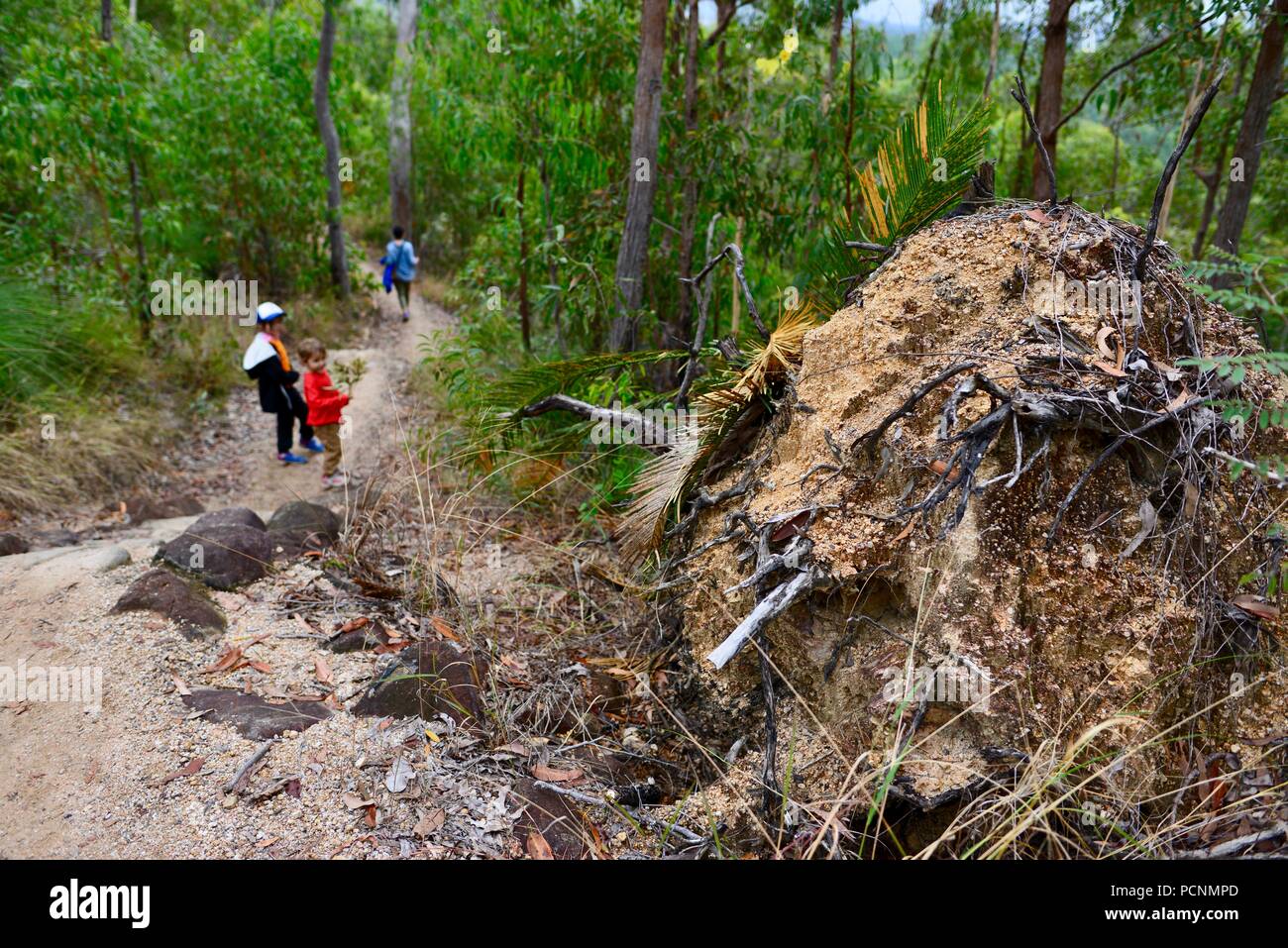 La madre cammina con i bambini attraverso una foresta, Cardwell, Queensland, Australia Foto Stock