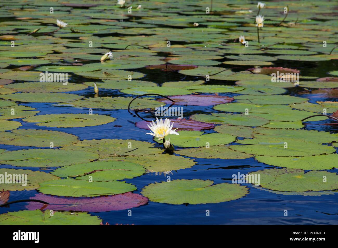 White water lilies in un enorme lily una patch su un lago in Guatemala Foto Stock
