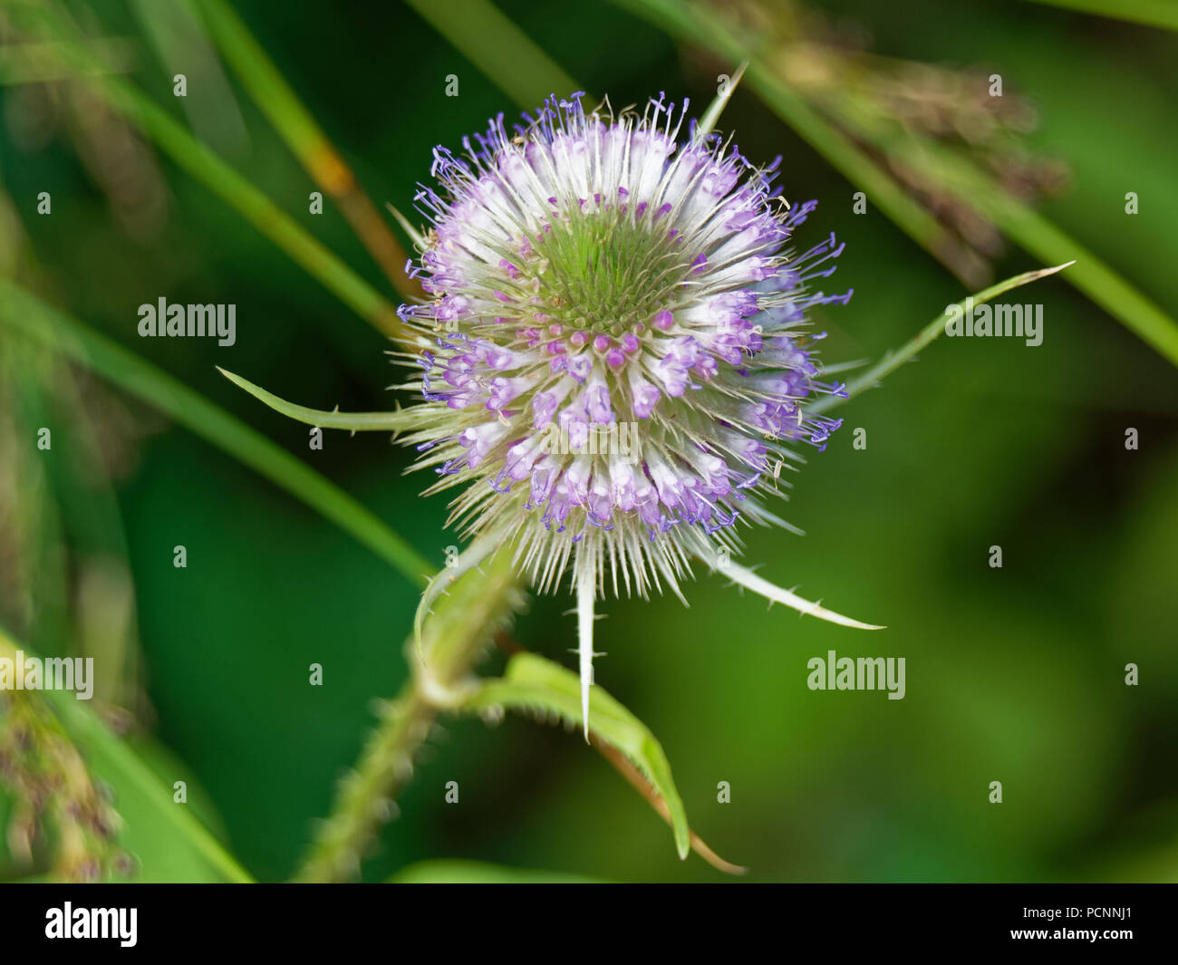 Teasel impianto. RSPB Newport. Foto Stock