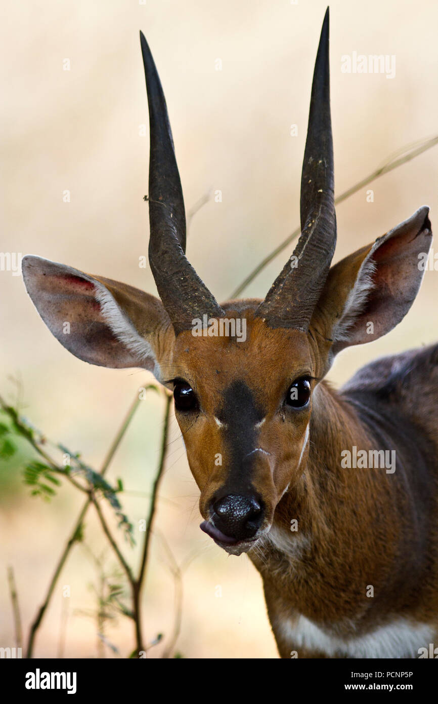 Un' ammenda Maasai Bushbuck ram pause da un drink, normalmente timido e diffidente, queste bellissime antilopi sono residenti e il Katavi Wildlife Camp. Foto Stock