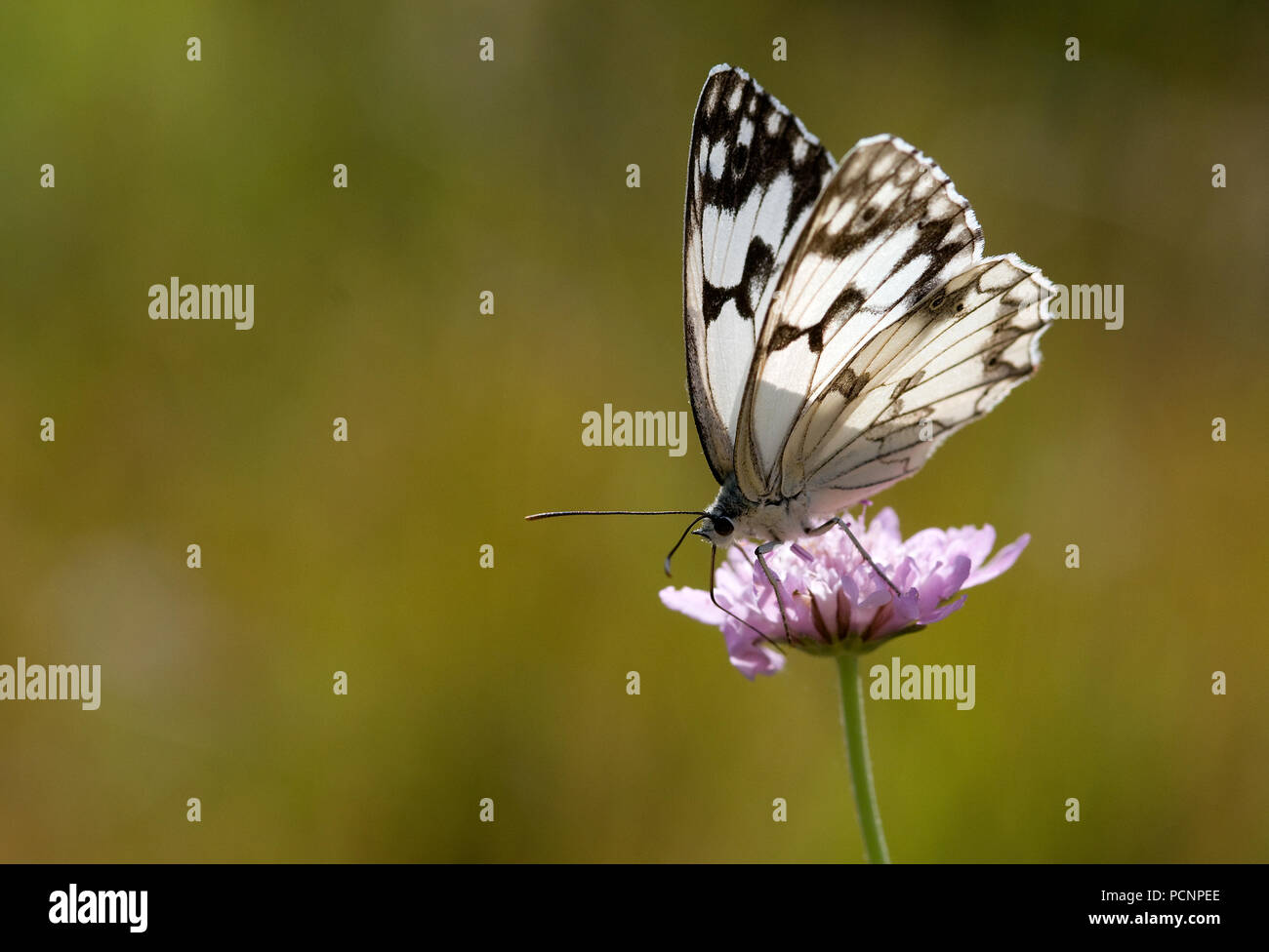 Iberian in marmo bianco (Melanargia lachesis) - Francia meridionale Echiquier de l'Ibérie Foto Stock