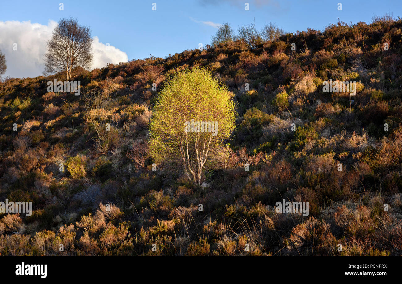Betulla in heather moorland nelle Highlands scozzesi Foto Stock