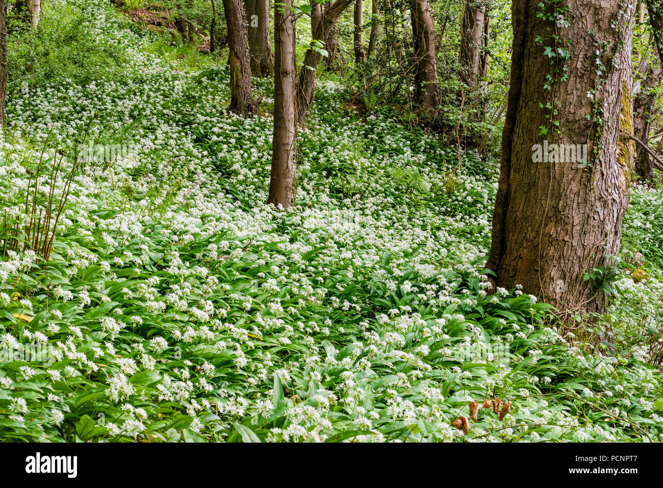 Aglio selvatico - Allium ursinum - noto anche come ramsons, di latifoglie, aglio Aglio in legno muniti di porro, o l'aglio orsino spesso si trovano in antichi boschi. Foto Stock