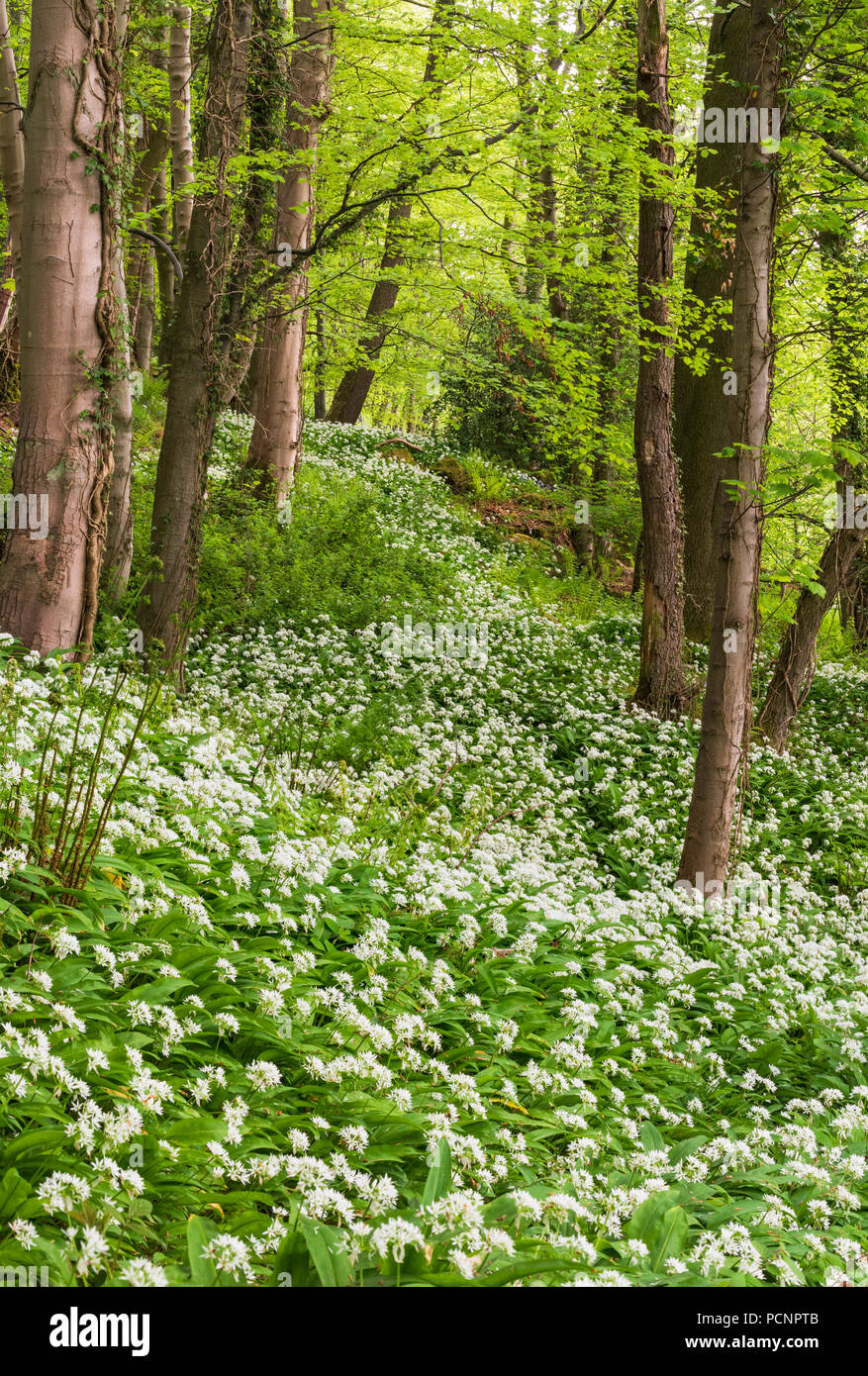 Aglio selvatico - Allium ursinum - noto anche come ramsons, di latifoglie, aglio Aglio in legno muniti di porro, o l'aglio orsino spesso si trovano in antichi boschi. Foto Stock