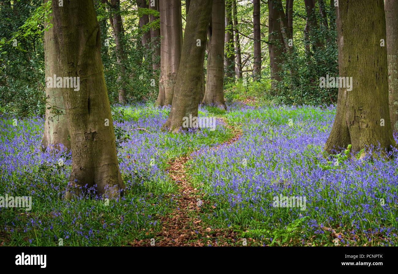 Percorso del bosco attraverso bluebells Hyacinthoides non scripta in primavera Foto Stock
