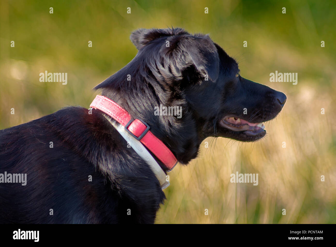 Concetto cane : cane è in attesa di un coniglio è seduto nella distanza Foto Stock