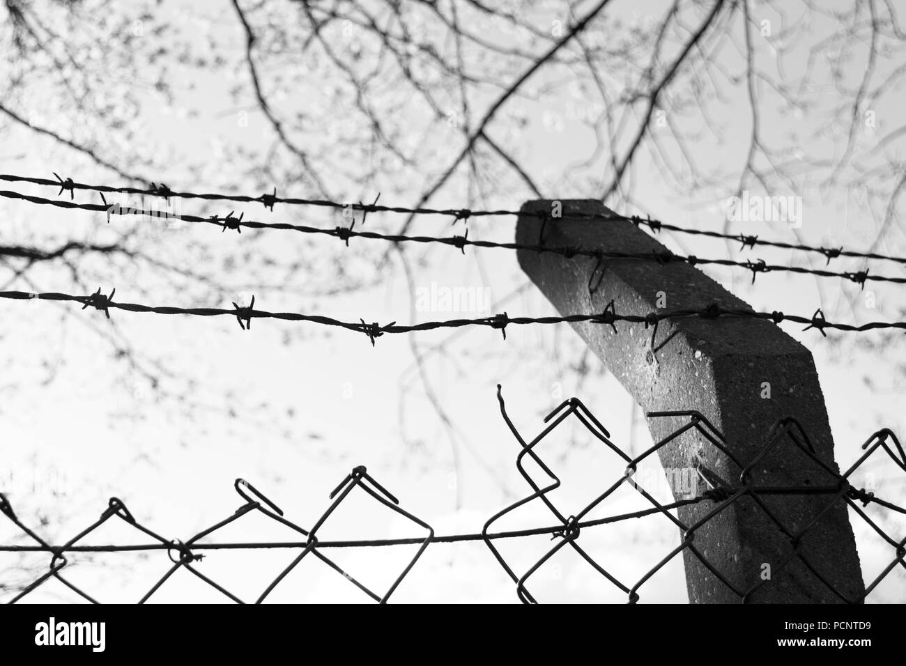 Foto in bianco e nero di filo spinato, filo di rasoio, barbwire e  calcestruzzo post su il cielo e i rami sullo sfondo Foto stock - Alamy