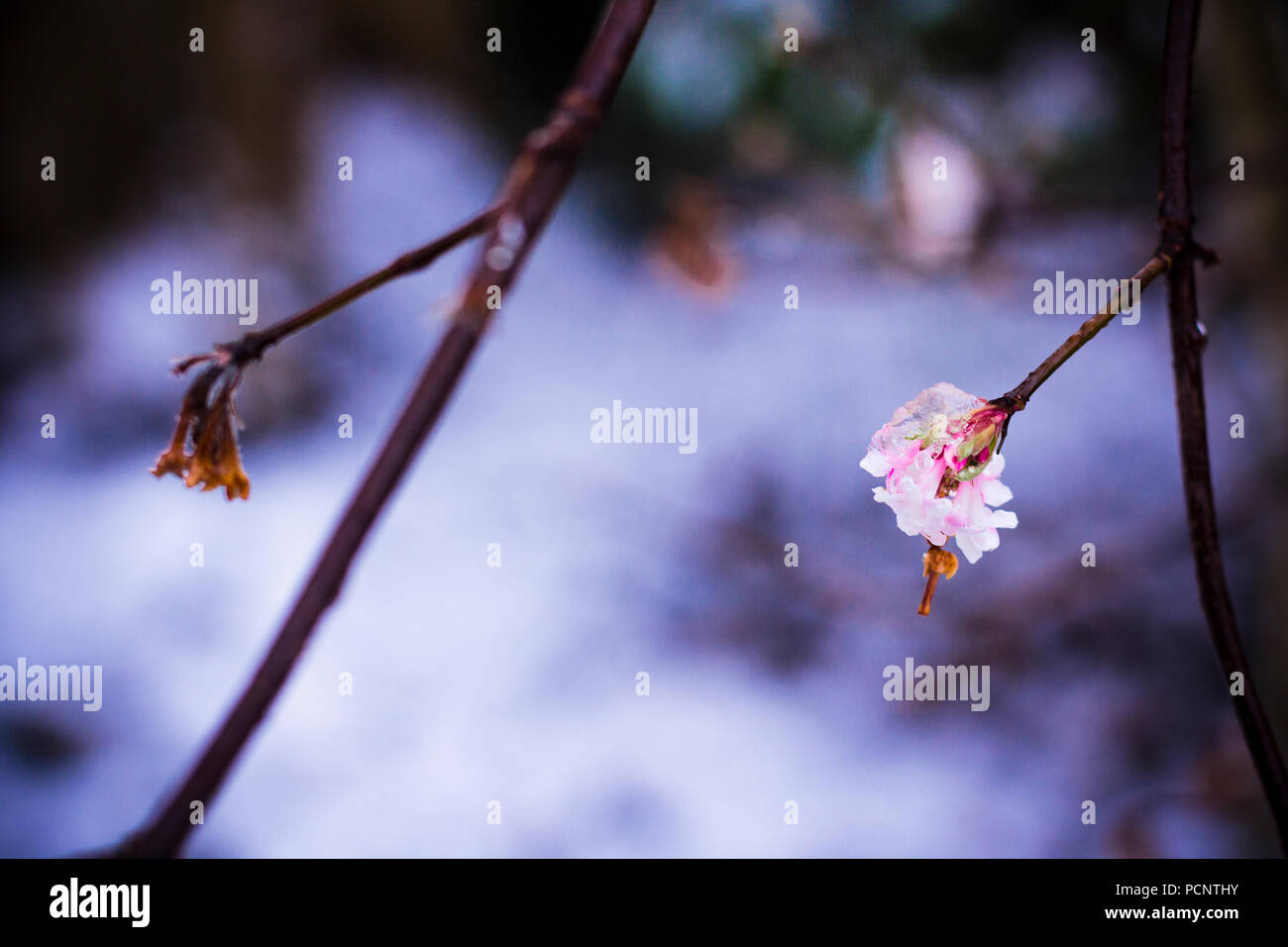 Close up di frozen ramoscello con fiori che sbocciano con la neve in background durante l'Inverno nel parco all'inglese Foto Stock