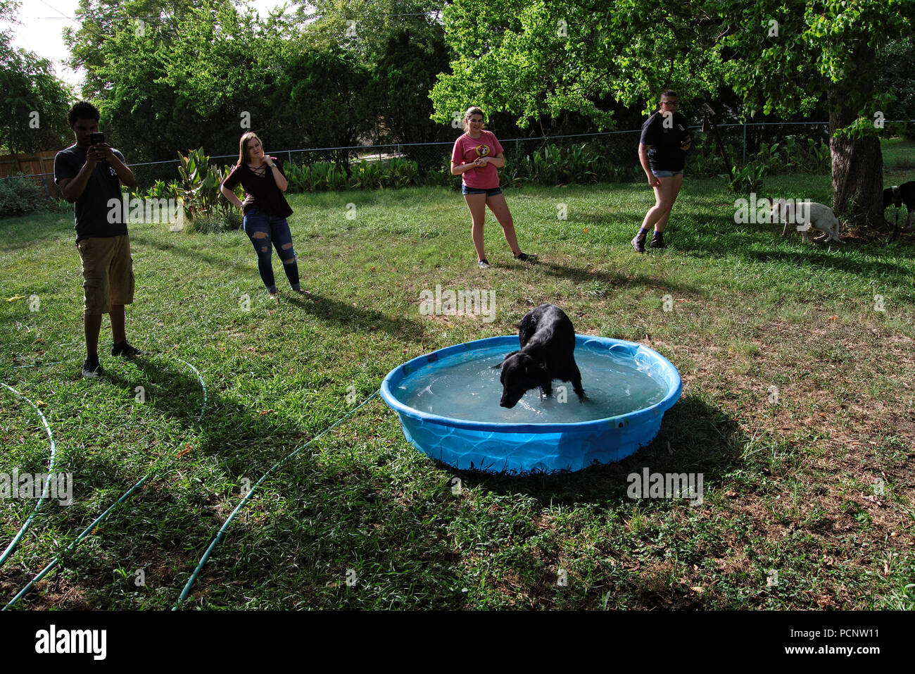 Pet Friendly Cani giocando nel cortile piscina Foto Stock