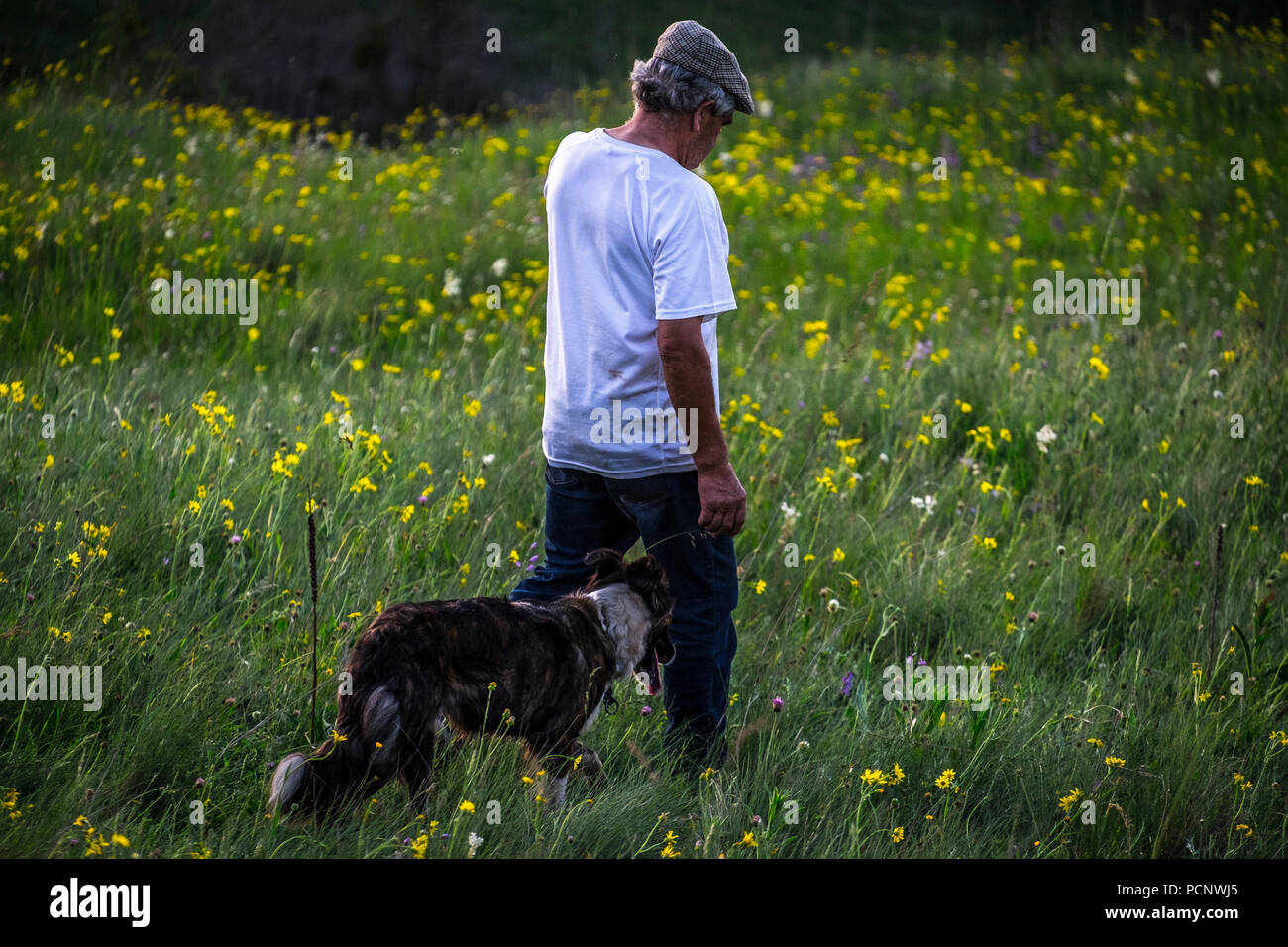 Pastore delle pecore in transumanza percorso in Soria regione della Spagna Foto Stock