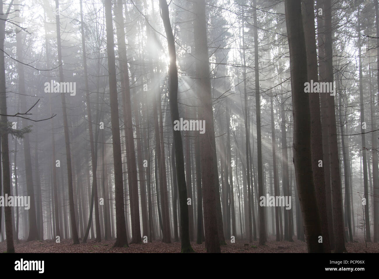 Germania, rottura sole attraverso la nebbia nel bosco invernale Foto Stock