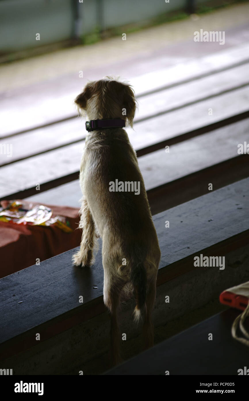 Un simpatico cagnolino è in piedi sulle sedi di uno stadio di calcio e guardare il calcio Foto Stock