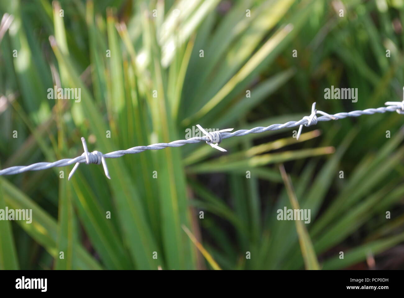 Verde di foglie di palme dietro barbwire. Il paradiso al di là del recinto. Frontiera, concetto di limite. Limitato il concetto di aria. Foto Stock