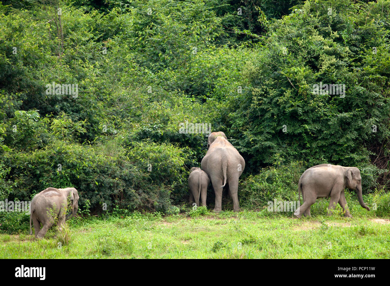 Elefante asiatico - Madre e vitello - Elephas maximus - Thailandia Eléphant d'Asie - Mère et éléphanteau -Thaïlande Foto Stock