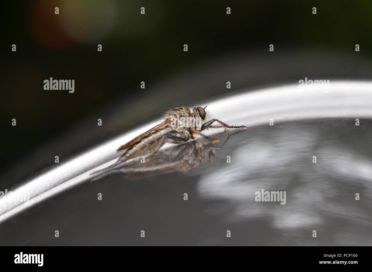 Assassin volare in appoggio sul nastro in auto Foto Stock