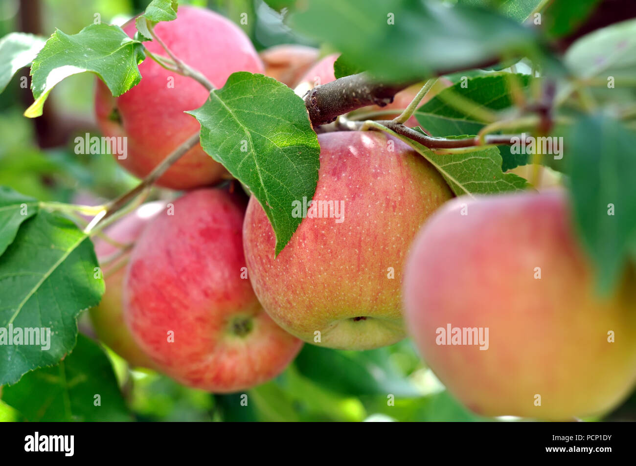 Close-up di mele rosse su apple ramo di albero Foto Stock