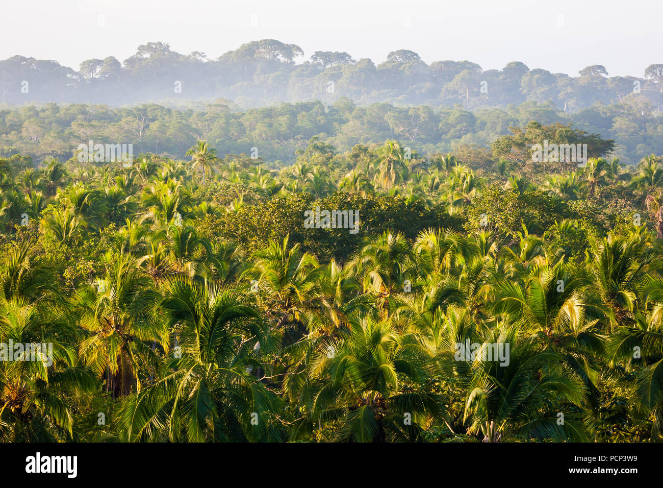 La foresta pluviale a Punta Patino riserva naturale, Pacific Coast, provincia di Darien, Repubblica di Panama. Foto Stock