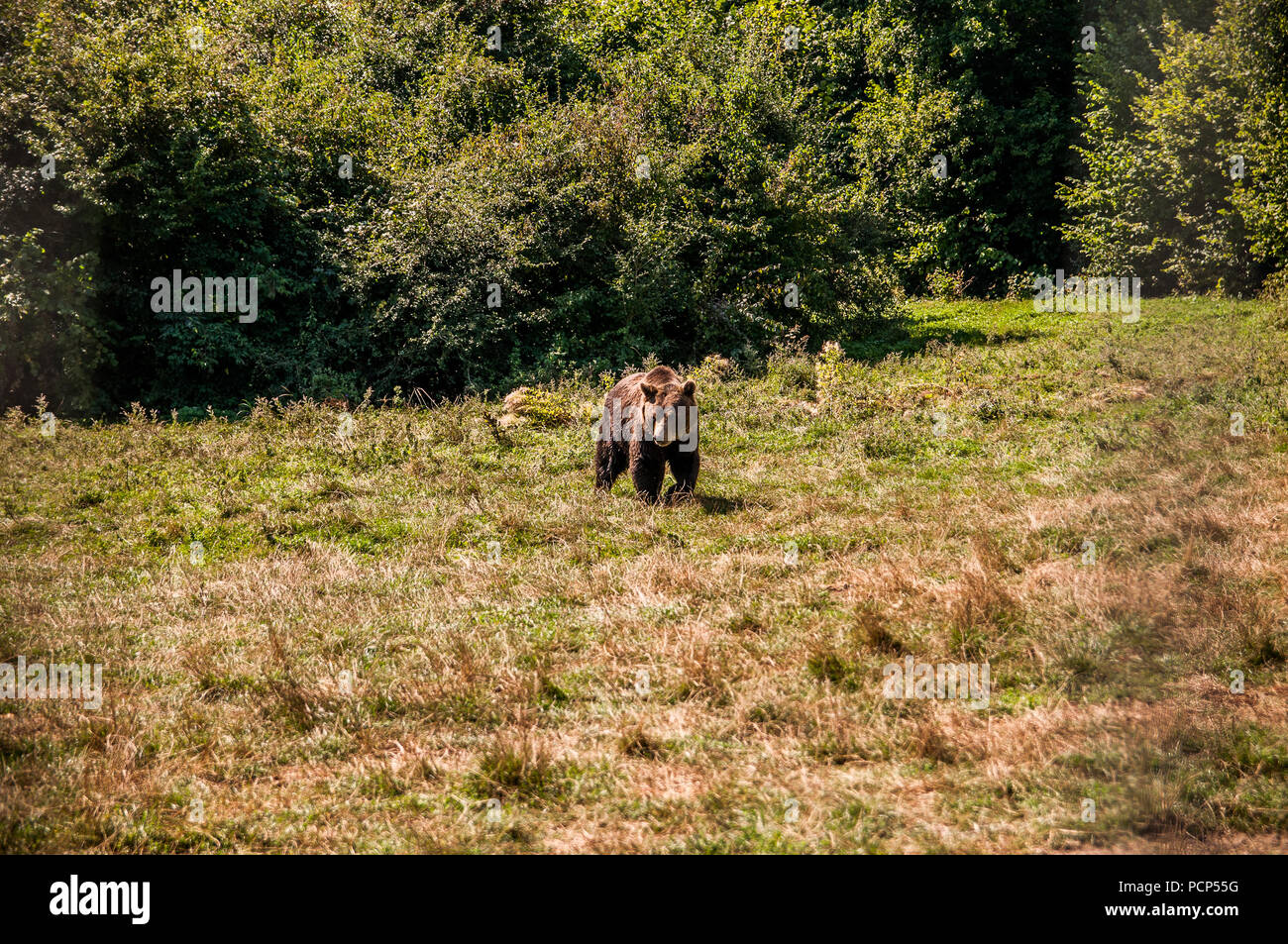 Orso selvatico avvistato nei boschi delle montagne dei Carpazi Foto Stock
