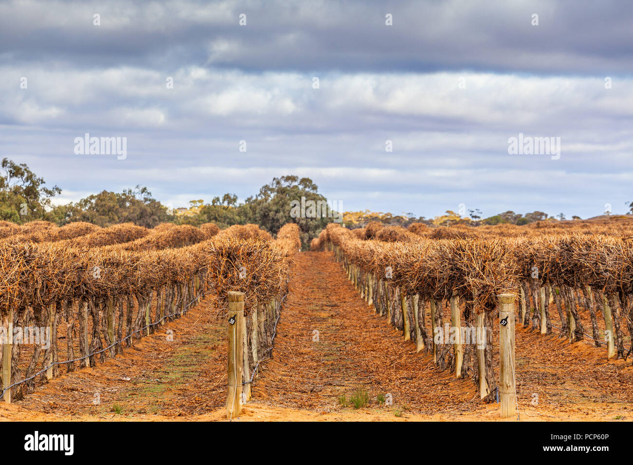 Filari di viti - rifilato e senza foglie in inverno. Riverland, Sud Australia Foto Stock